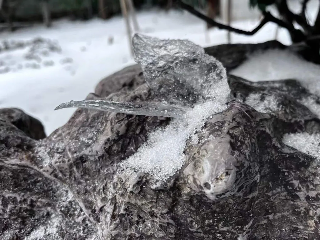 雪地里的一块湿石头上，覆着一层薄冰结成的叶片形状，冰面透明带着细小的冰晶，旁边积着一小堆霰粒，背景是被雪盖住的地面和枯枝