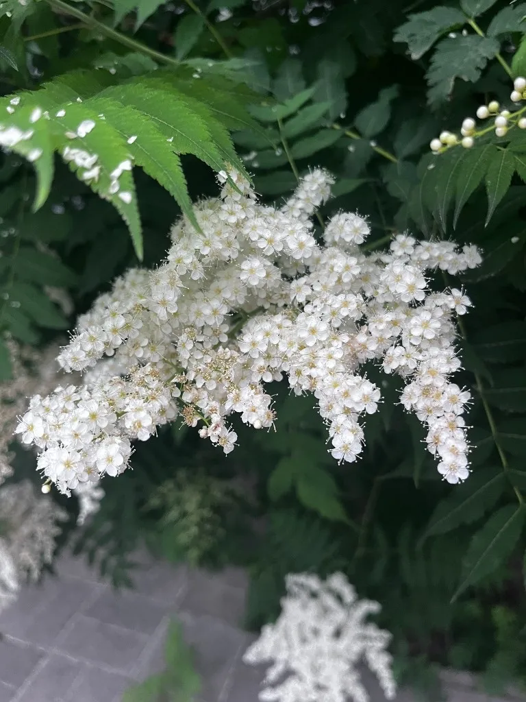 一簇白色小花密密挤在枝头，花瓣间伸出细长的花蕊，周围是带锯齿的深绿叶子，叶面上还挂着雨珠