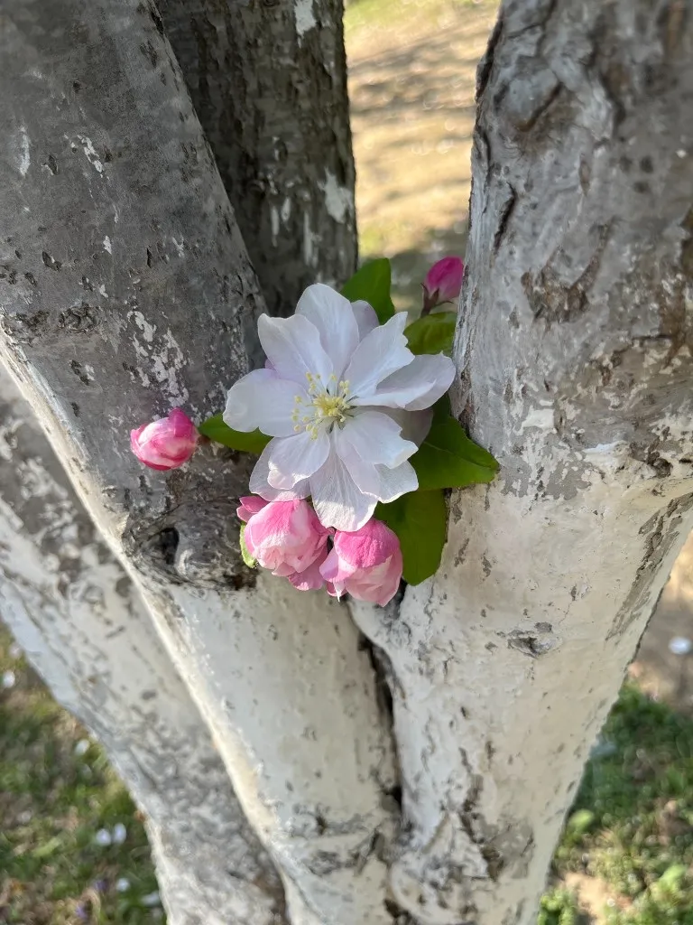 刷了白漆的树杈之间开着一簇海棠，盛开的白色花瓣旁挤着几个粉色花苞